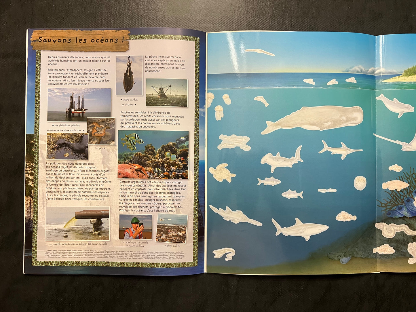 Livre d’activités - les animaux des océans