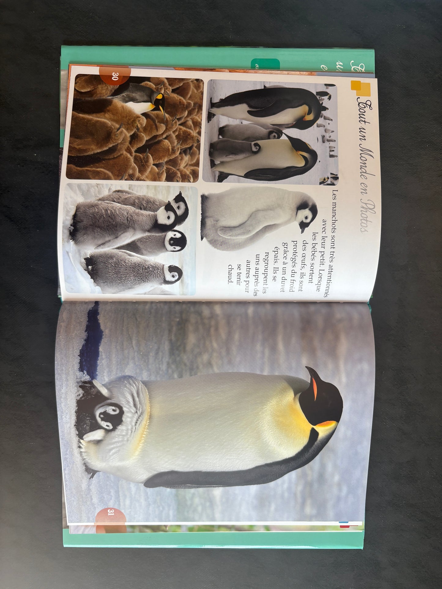 Tout un monde en photos - les bébés animaux