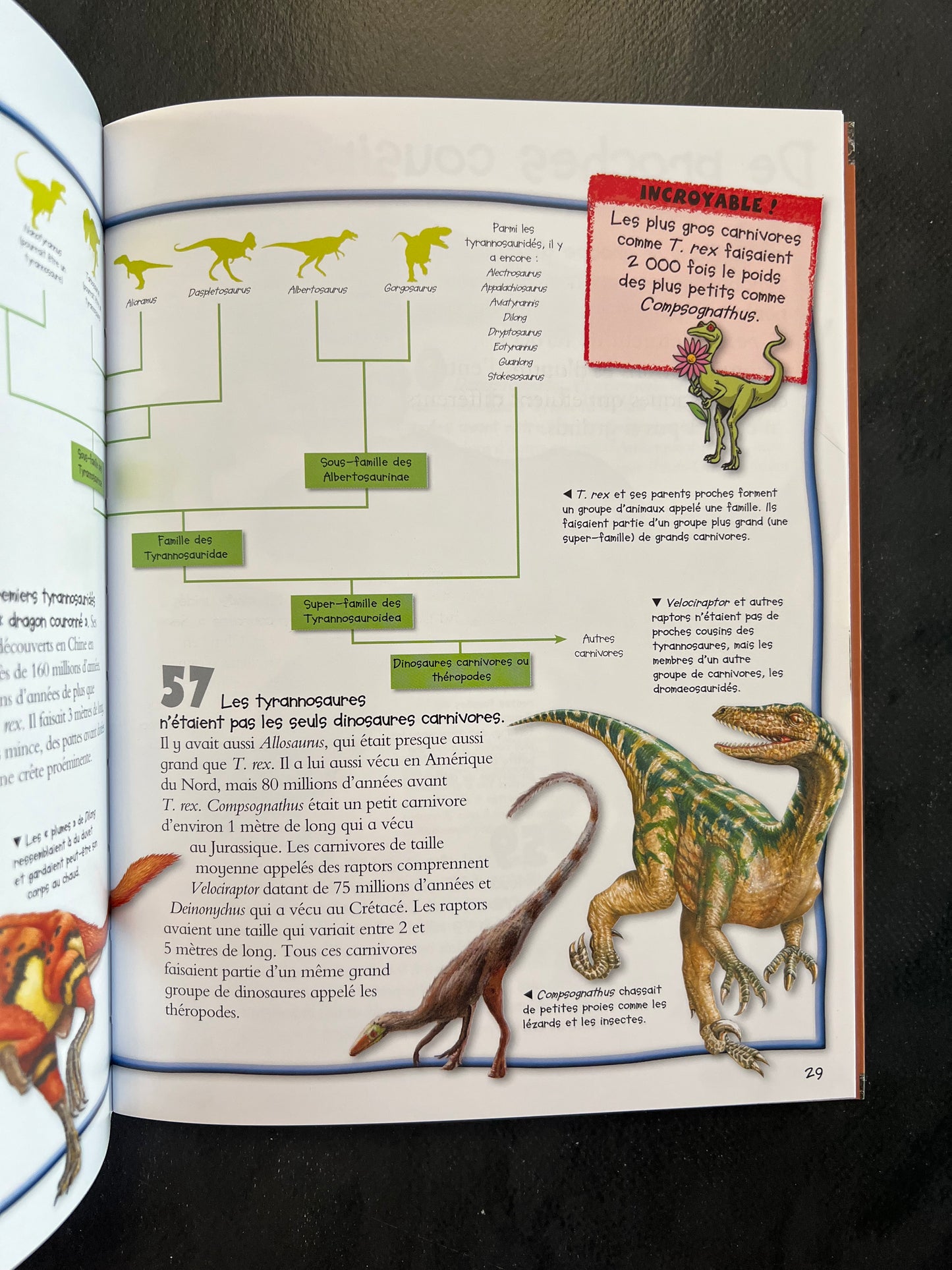 100 infos à connaître - T-Rex | Documentaire jeunesse 7-10 ans