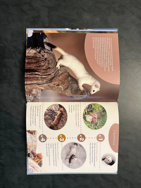 40 questions-réponses - Les animaux de la montagne (6-8 ans)