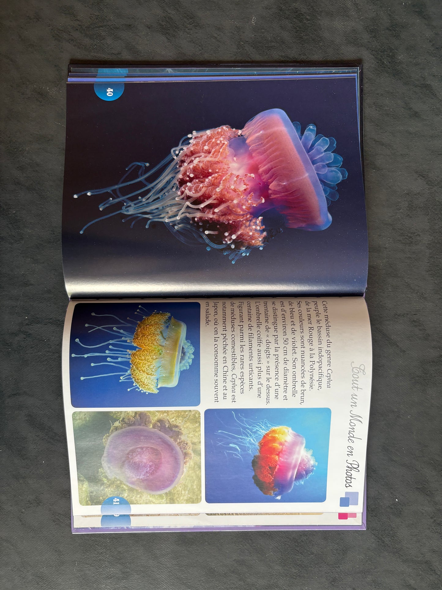 Tout un monde en photo - Les méduses