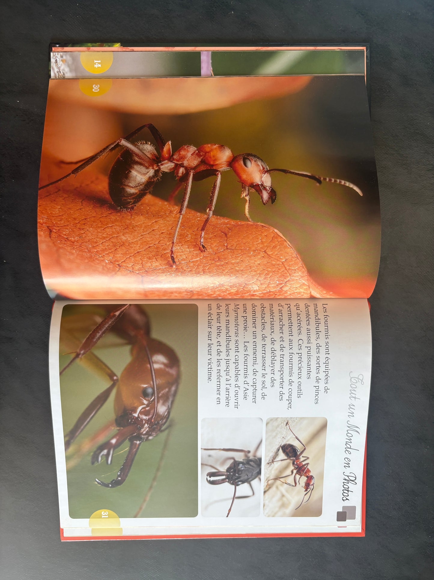 Tout un monde en photos - les fourmis