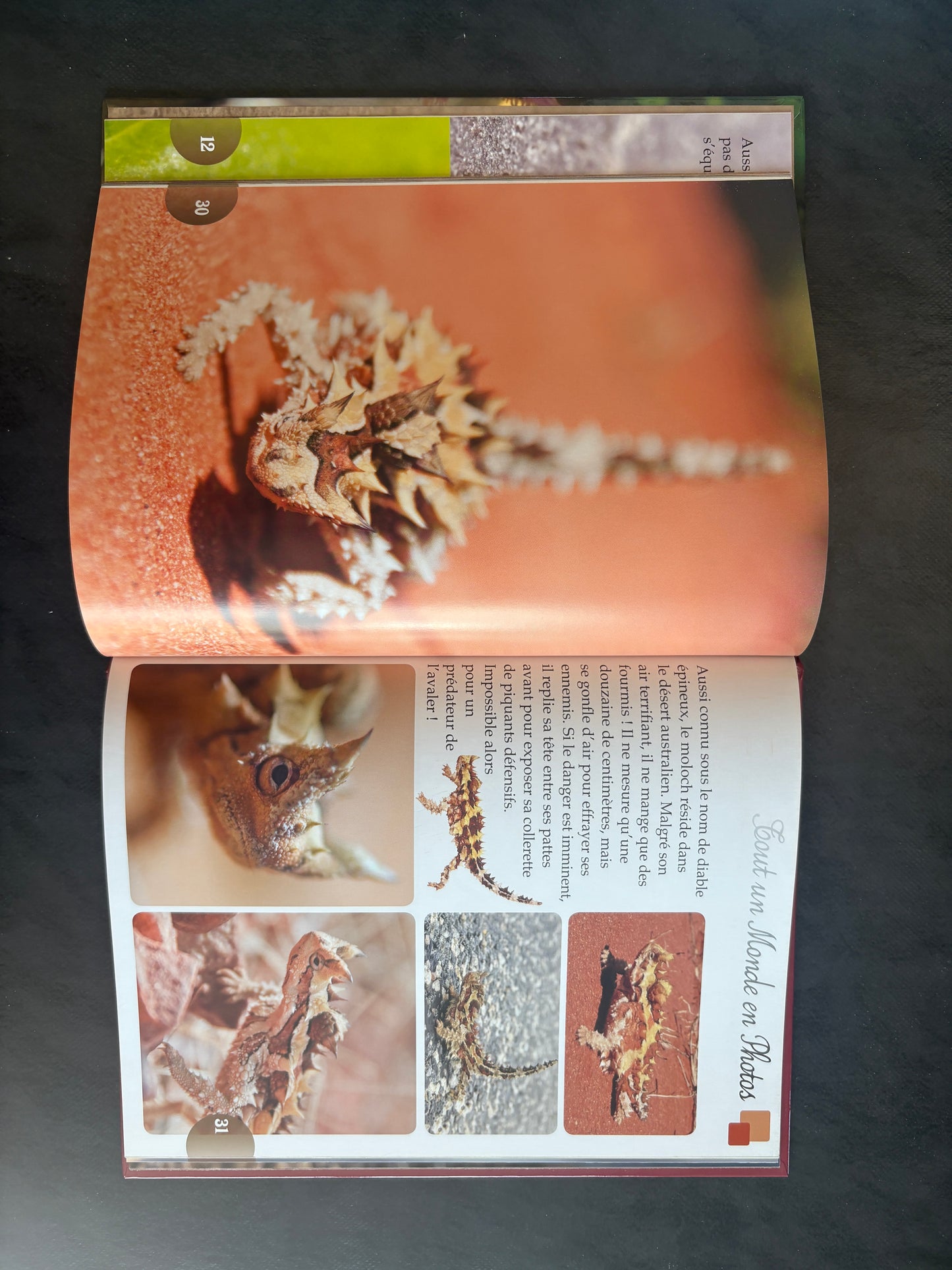 Tout un monde en photos - les animaux étranges