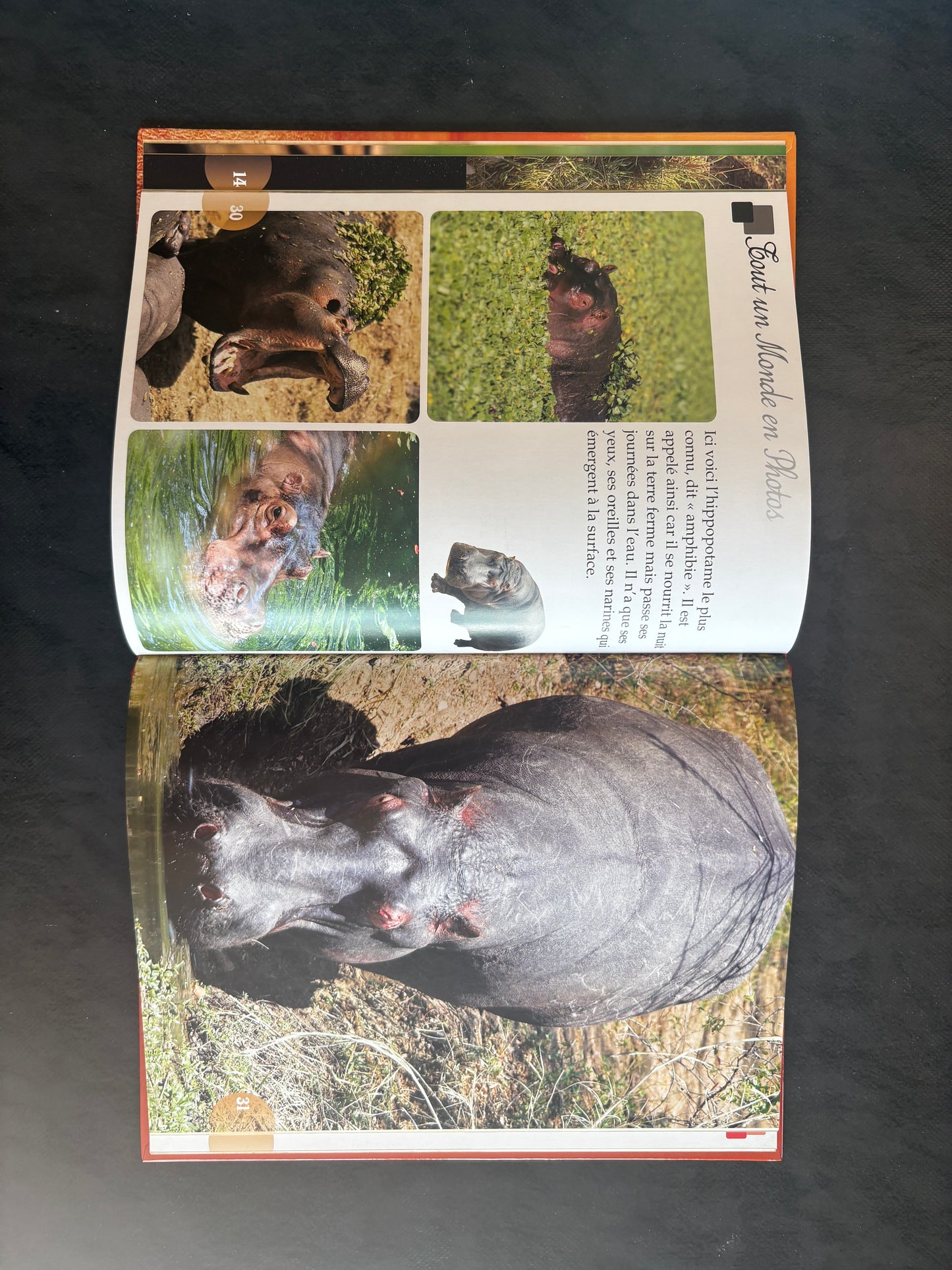 Tout un monde en photos - les animaux sauvages