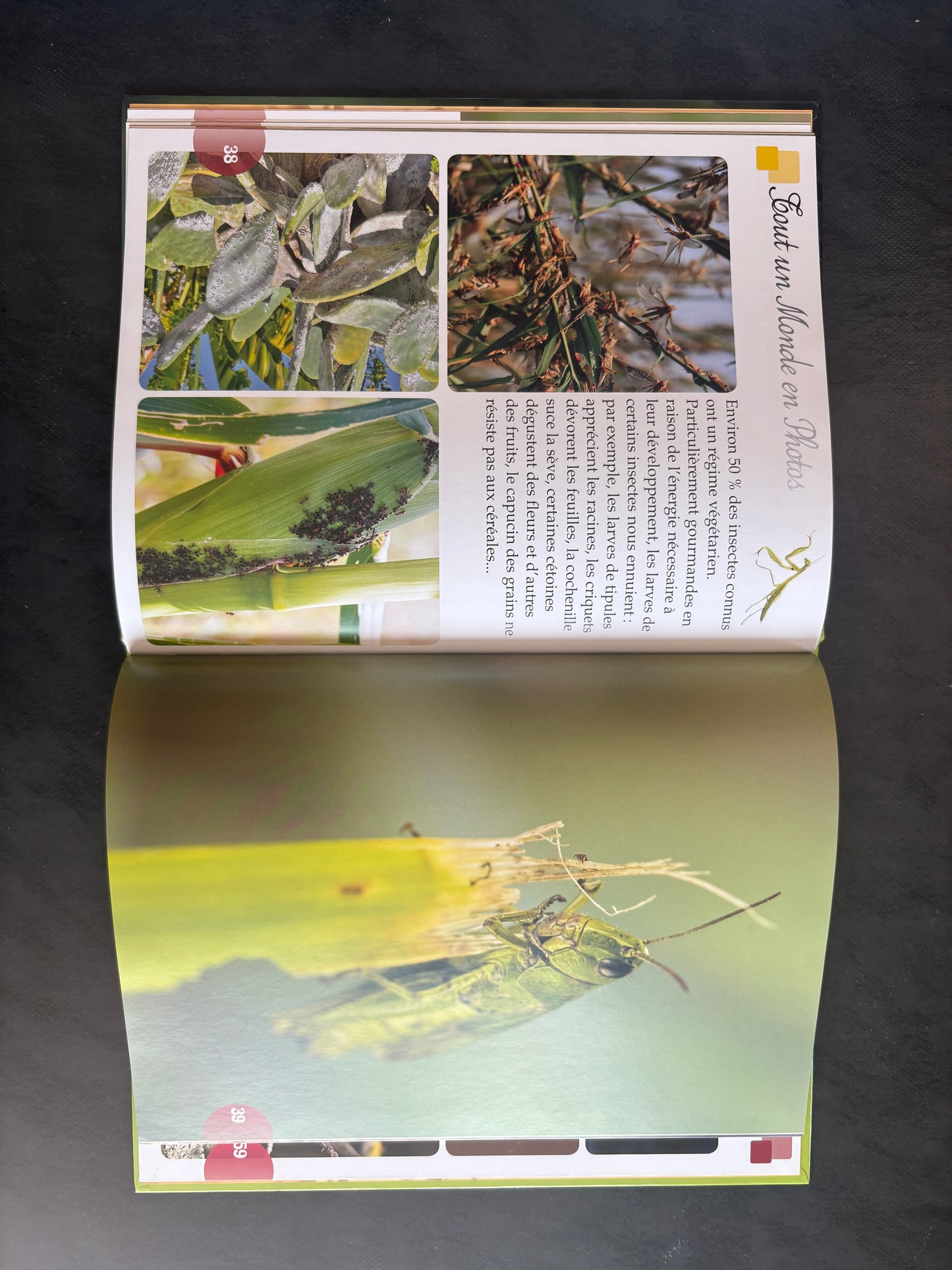 Tout un monde en photos - les insectes