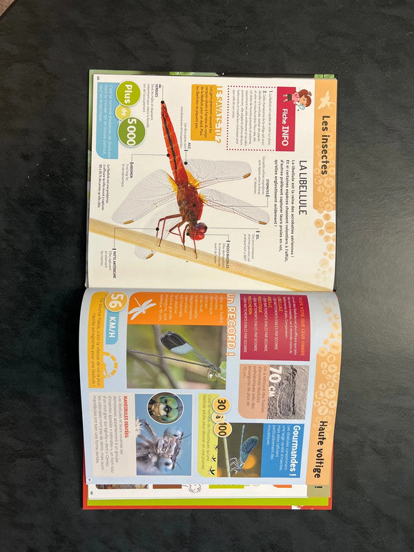 Tout comprendre - les insectes