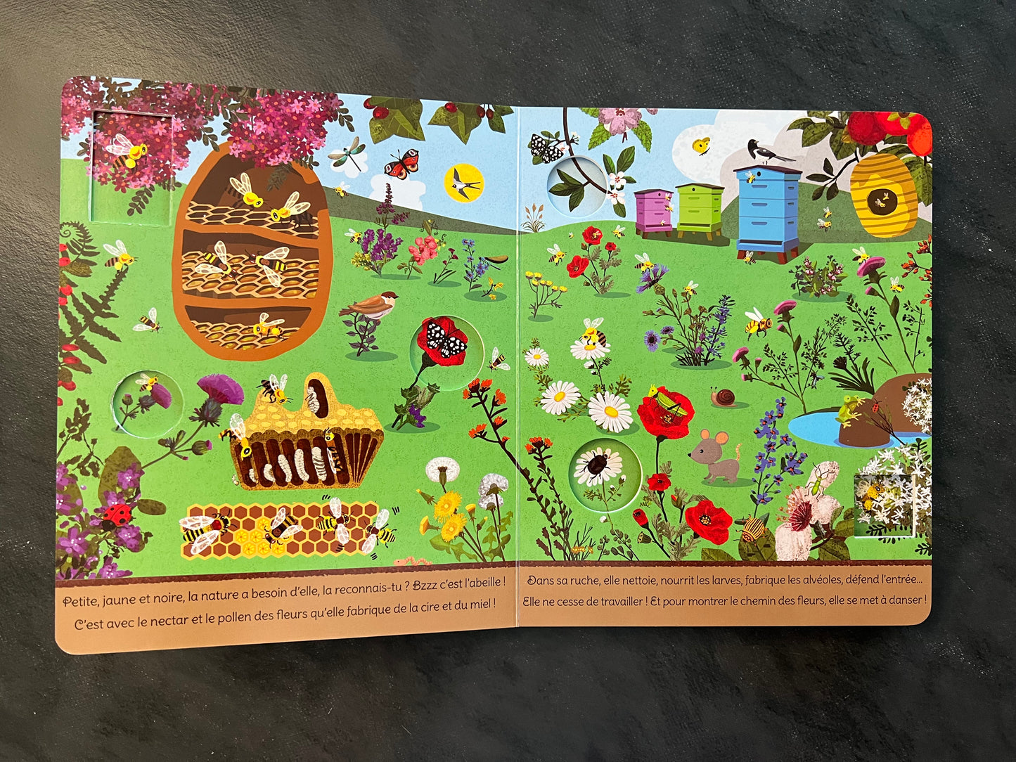 Livre cartonné - de la graine au fruit