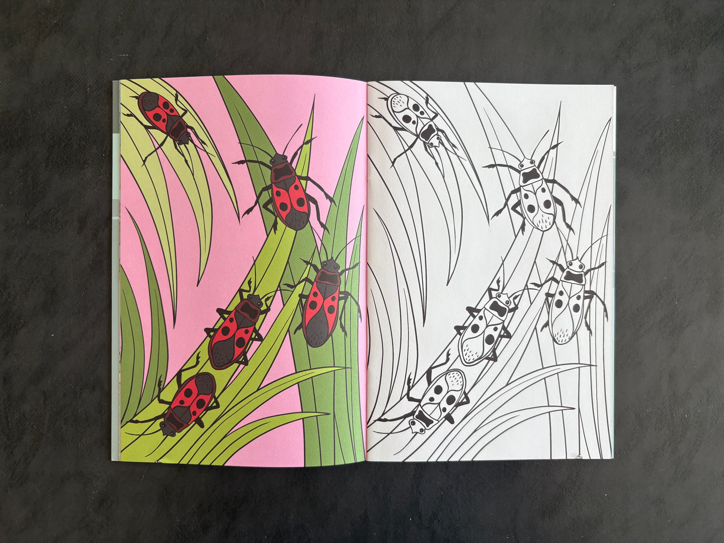 Livre de coloriage - Les insectes | 4-7 ans