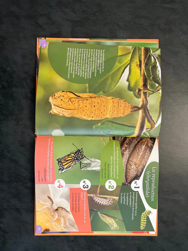 40 questions/réponses - les papillons