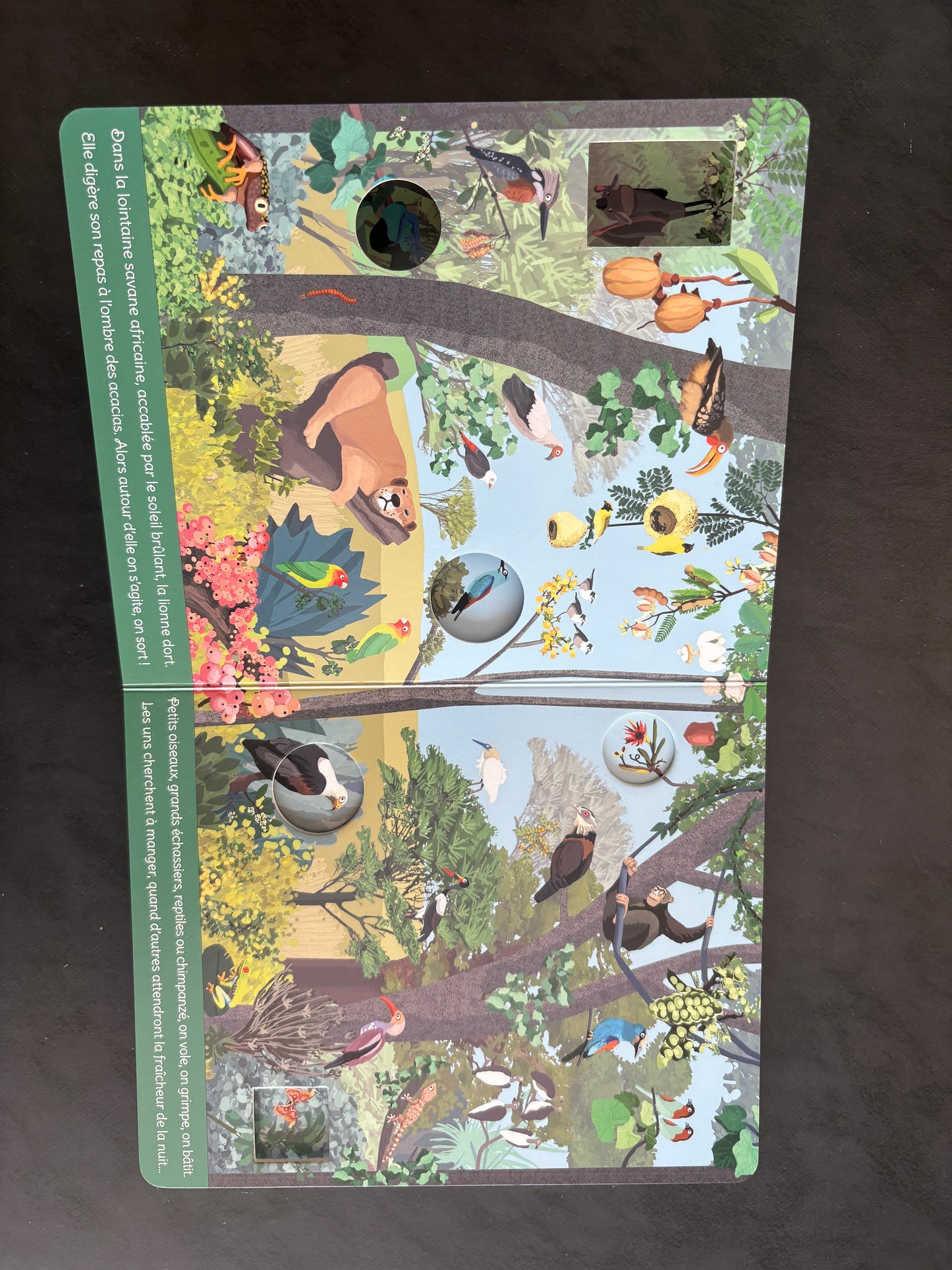 Livre cartonné - dans les arbres