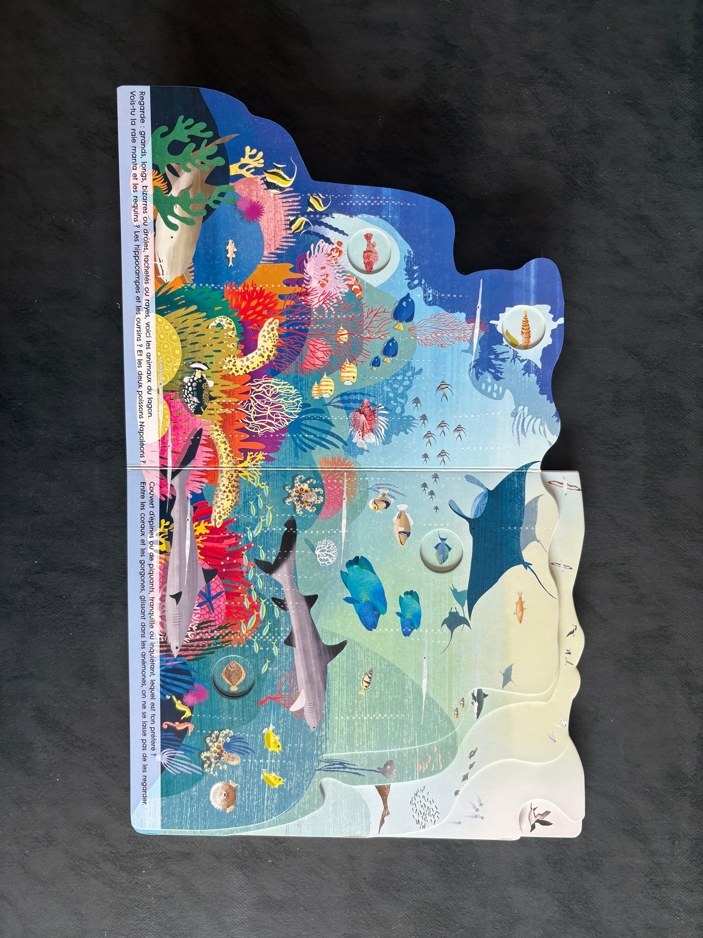 Un monde secret dans l'océan