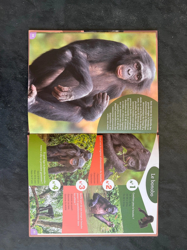 40 questions-réponses - Les singes | 7-10 ans