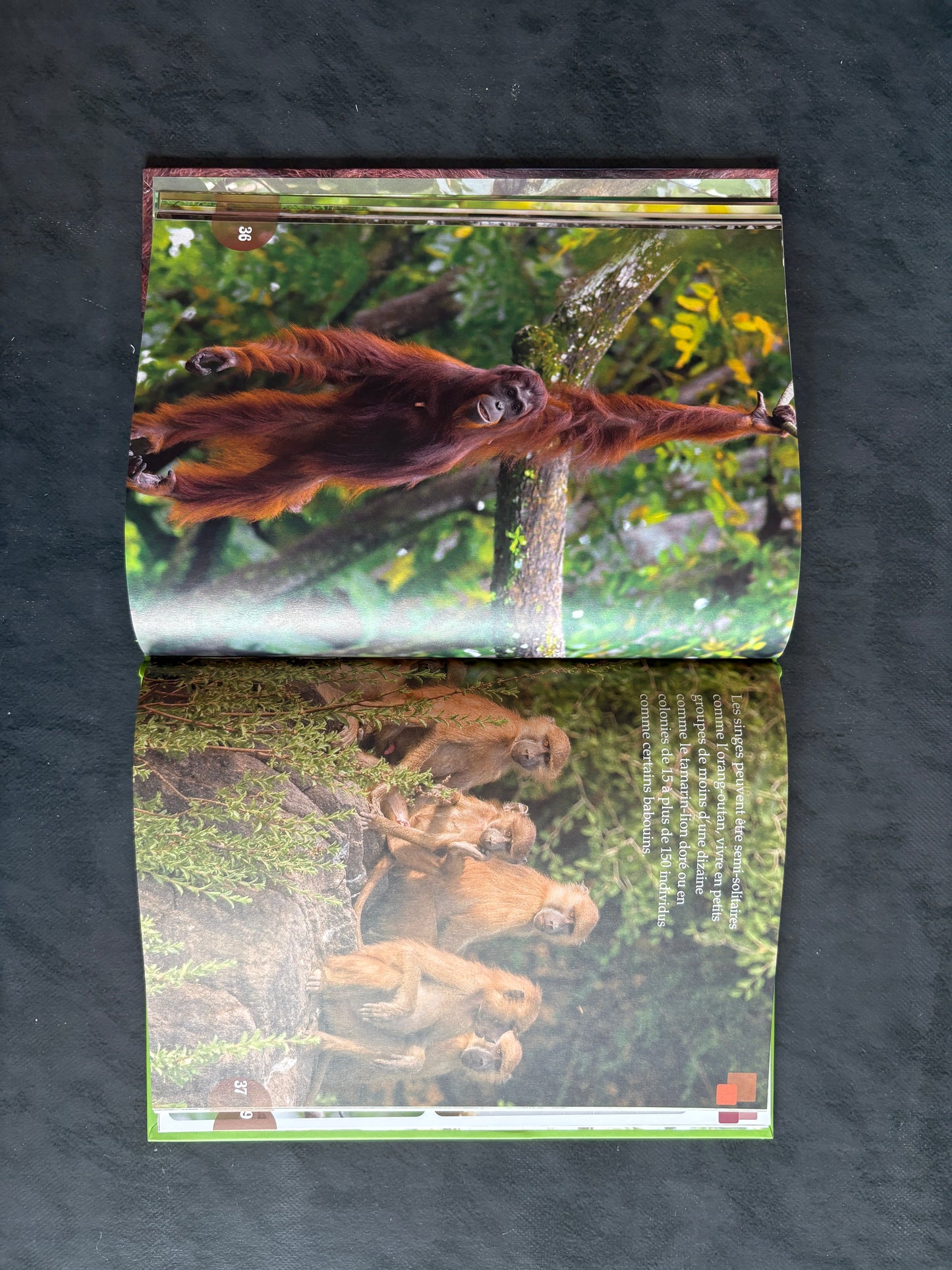 Tout un monde en photos - les singes