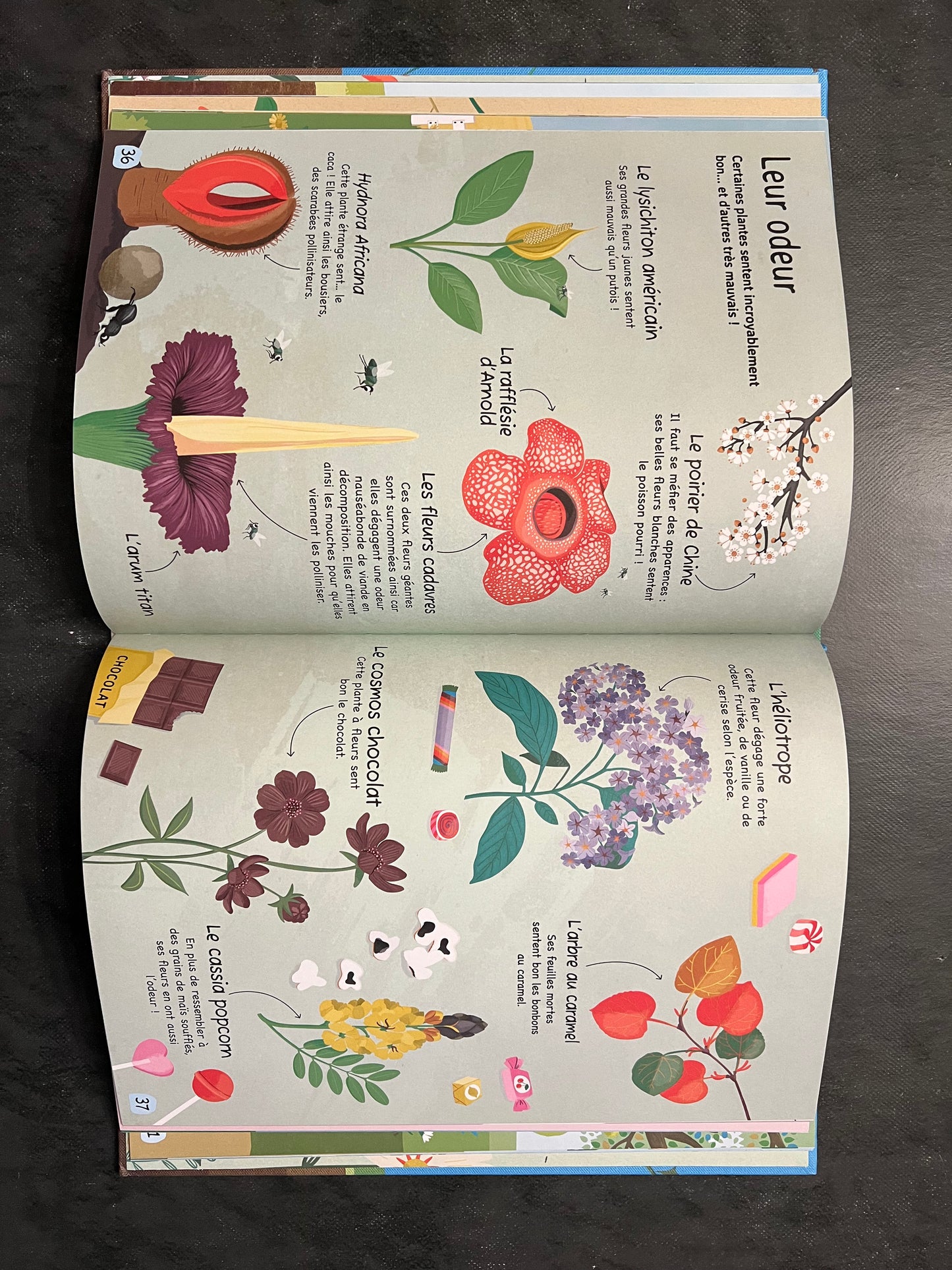 Les Plantes - Découverte documentaire pour les enfants de 5 à 8 ans