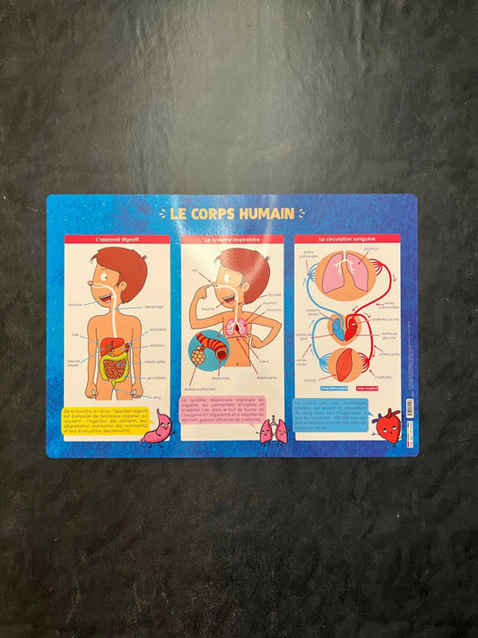 Poster - Le corps humain | Découvrir l'anatomie de 5 à 10 ans