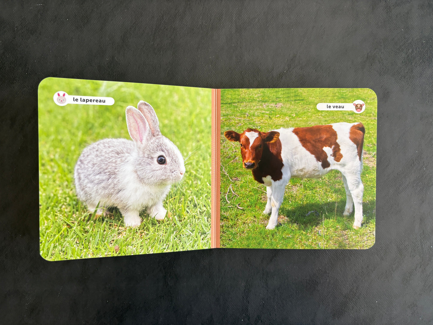 Livre cartonné - Les bébés animaux