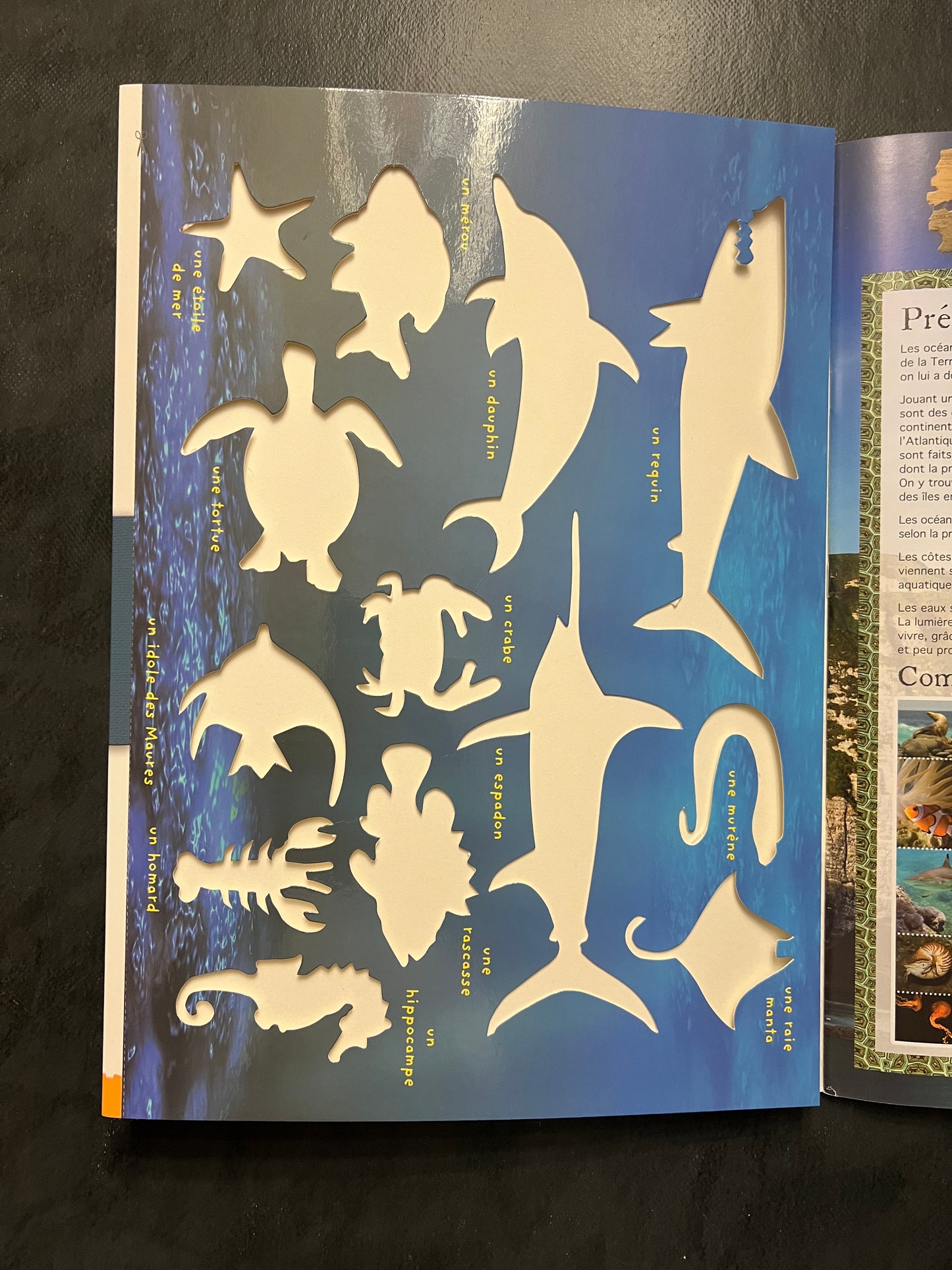 Livre d’activités - les animaux des océans