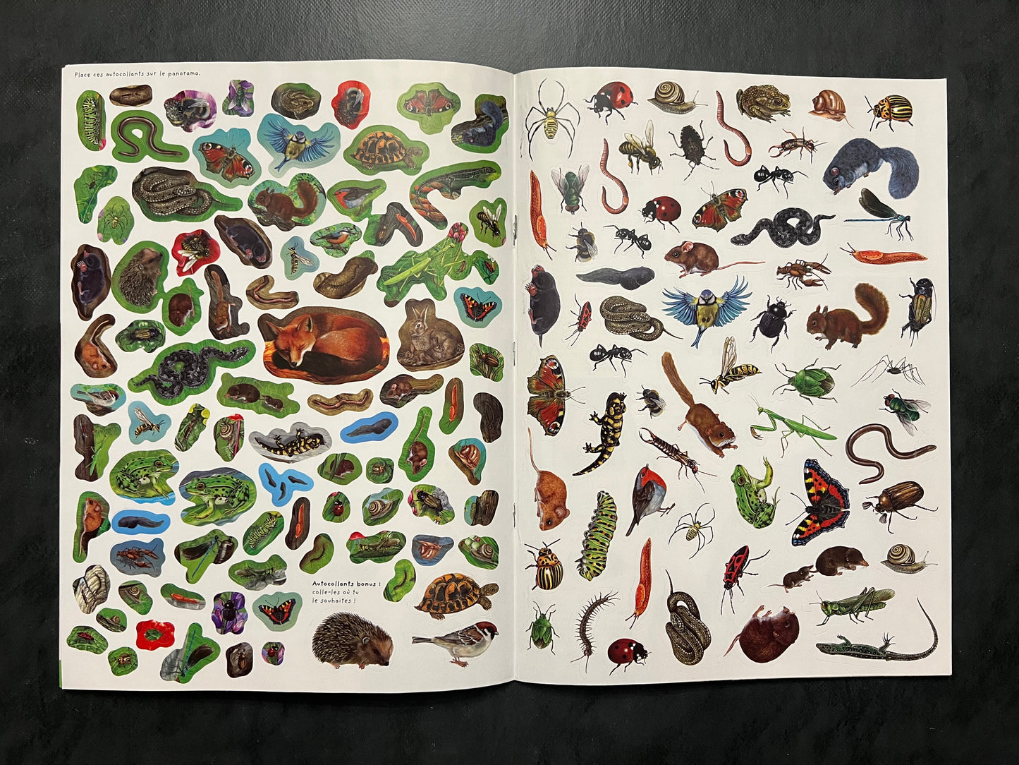 Livre d’activités - les petites bêtes des jardins