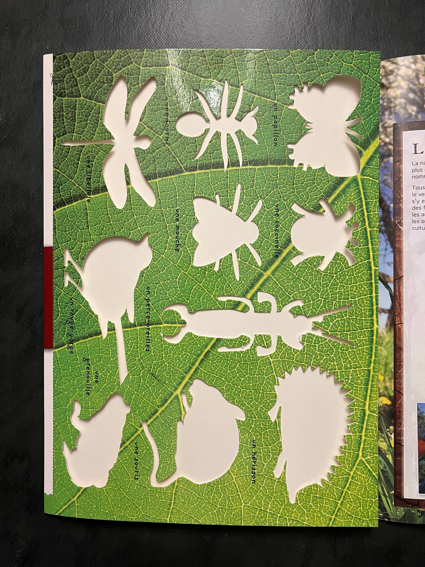 Livre d’activités - les petites bêtes des jardins