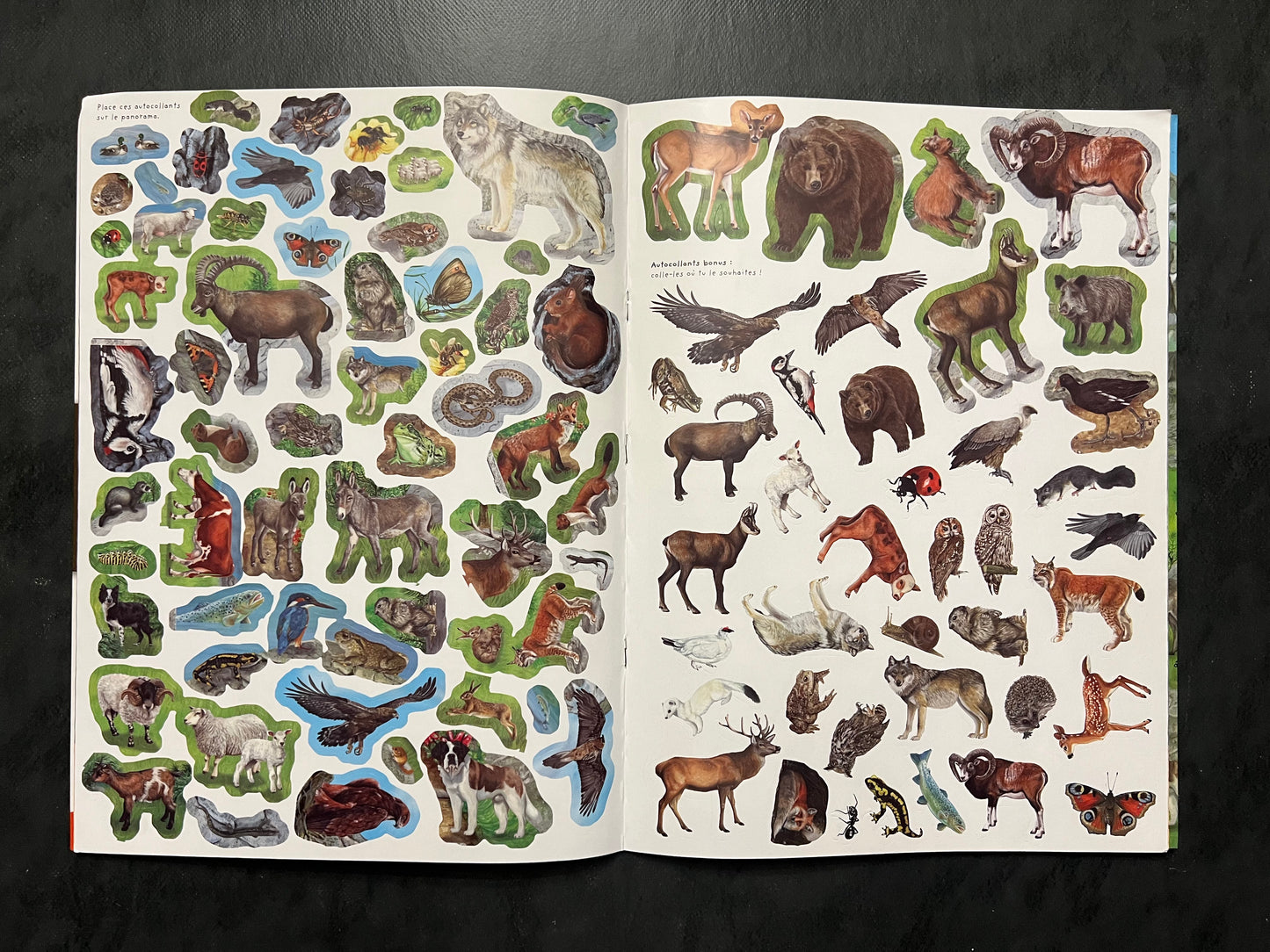 Livre d’activités - les animaux de la montagne