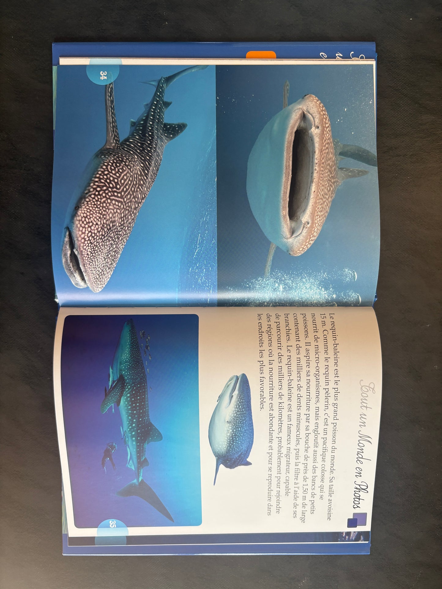 Tout un monde en photos - les requins