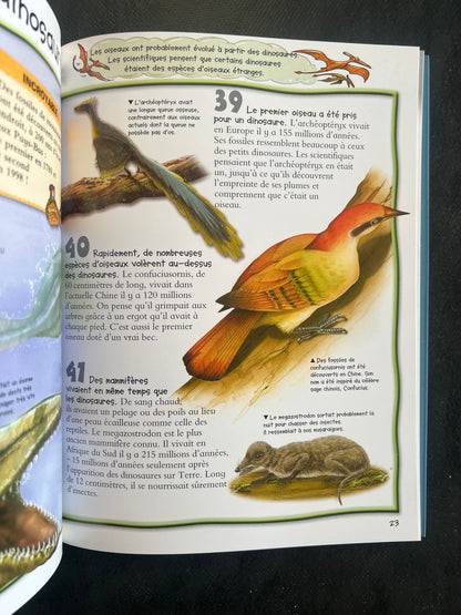 100 infos à connaître - la préhistoire