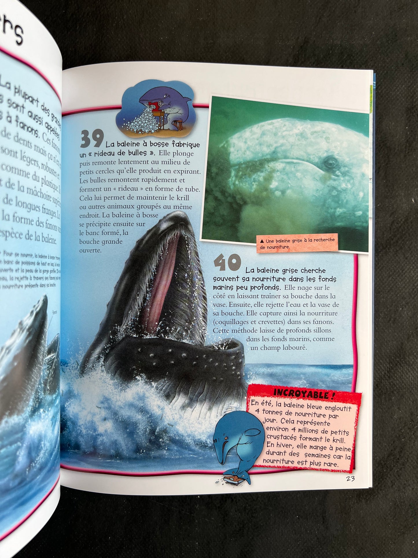 100 infos à connaître - baleines et dauphins