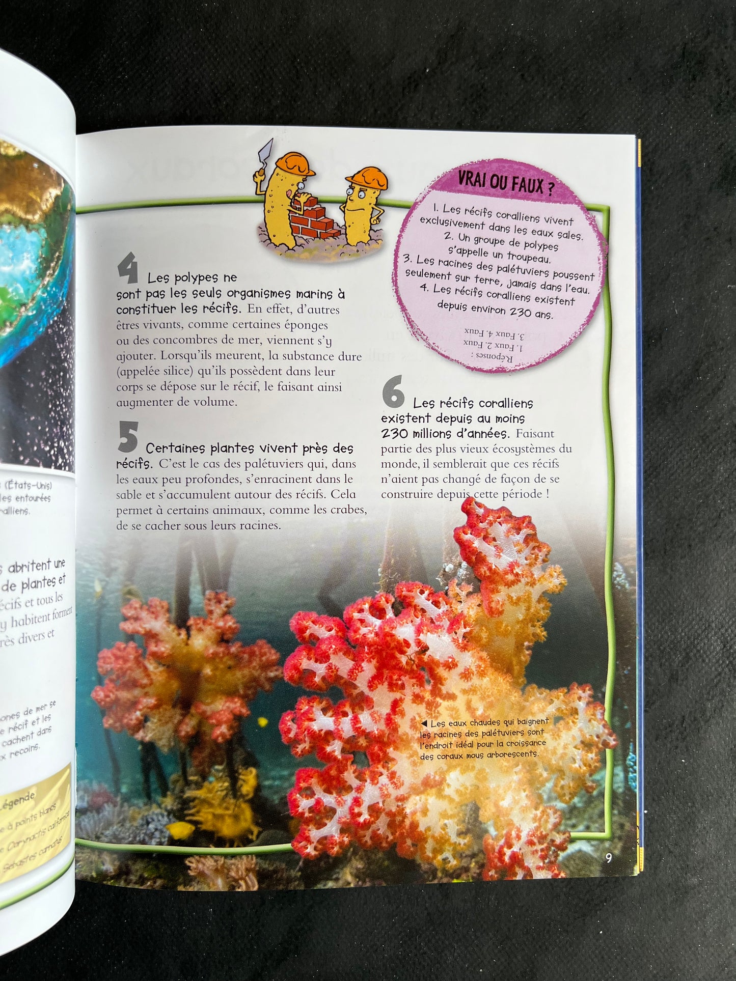 100 infos à connaître - les récifs coralliens