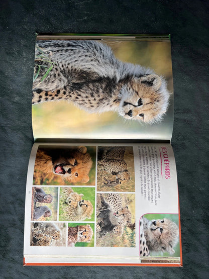 Imagier - bébés animaux