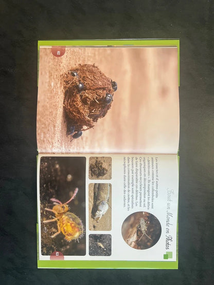 Tout un monde en photos - les insectes