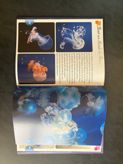 Tout un monde en photos - les méduses