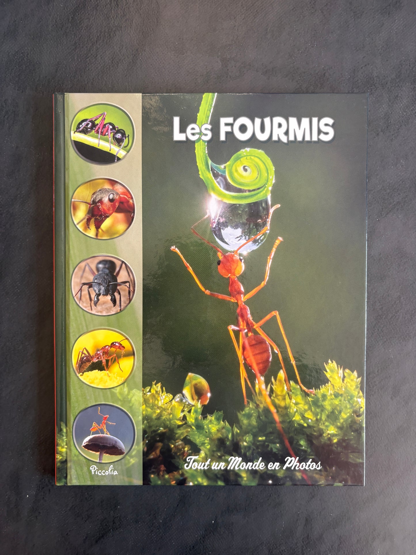 Tout un monde en photos - les fourmis