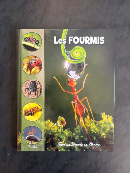 Tout un monde en photos - les fourmis