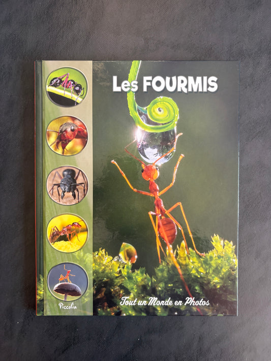 Tout un monde en photos - les fourmis