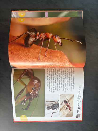 Tout un monde en photos - les fourmis