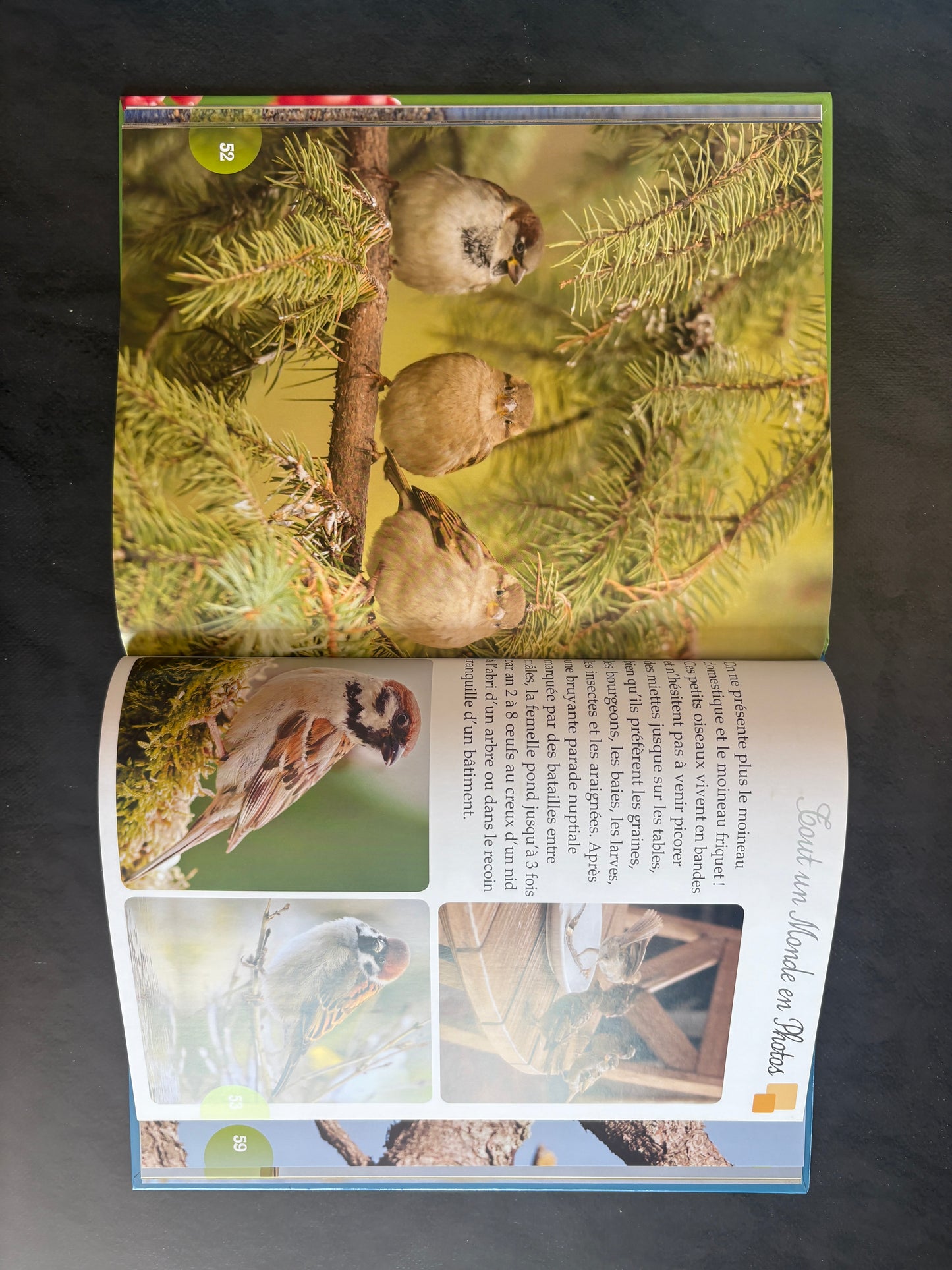 Tout un monde en photos - les oiseaux