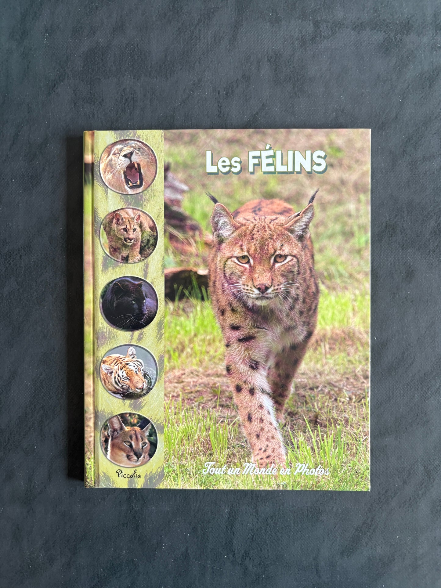 Tout un monde en photo - Les Félins