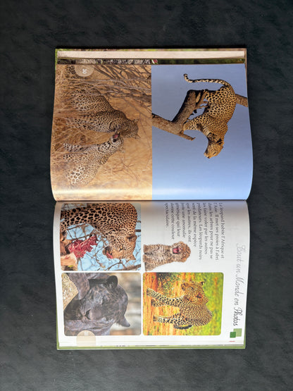 Tout un monde en photo - Les Félins