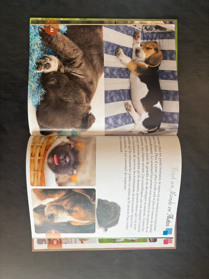 Tout un monde en photos - les chiots