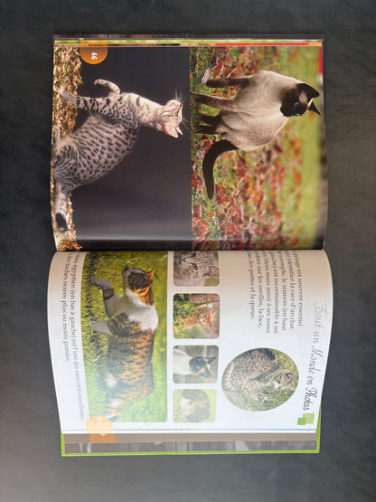 Tout un monde en photos - les chats