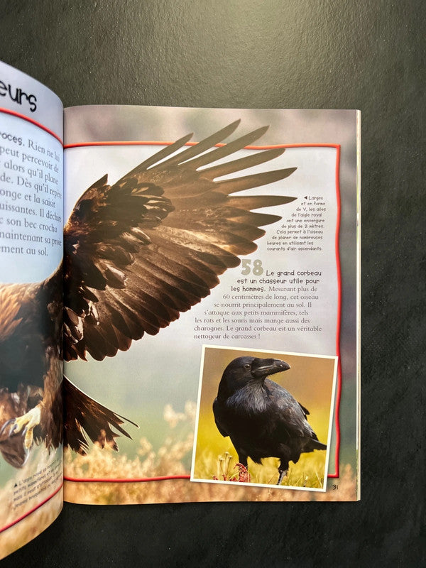 100 infos à connaître - les oiseaux