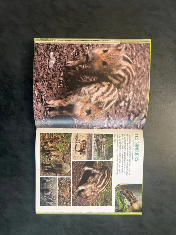 Livre - les bébés animaux