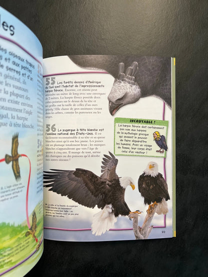 100 infos à connaître - les rapaces