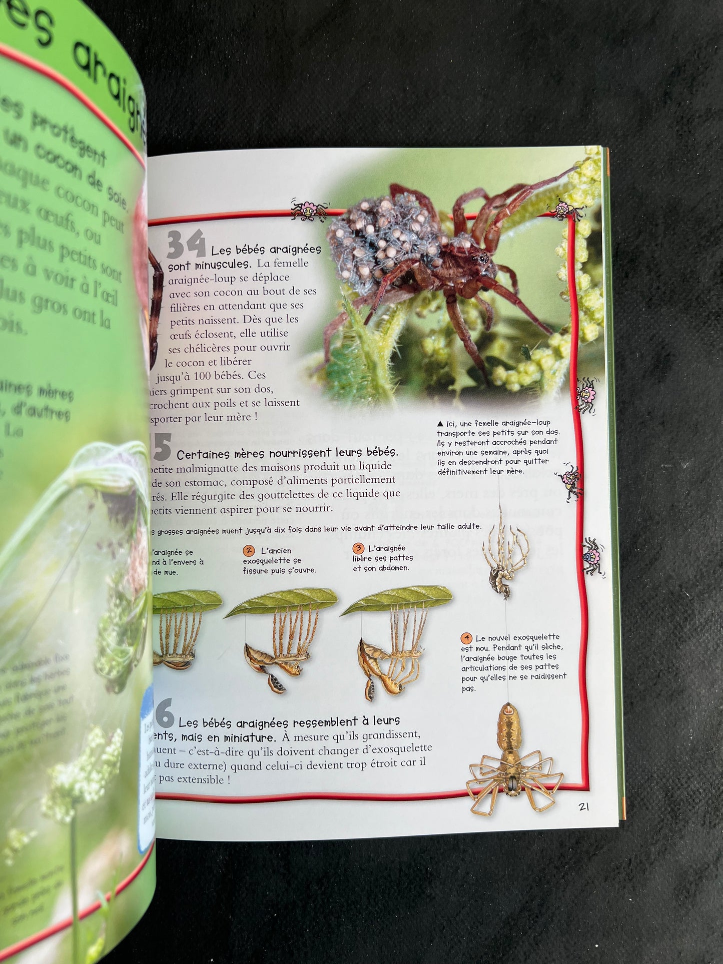 100 infos à connaître - les araignées