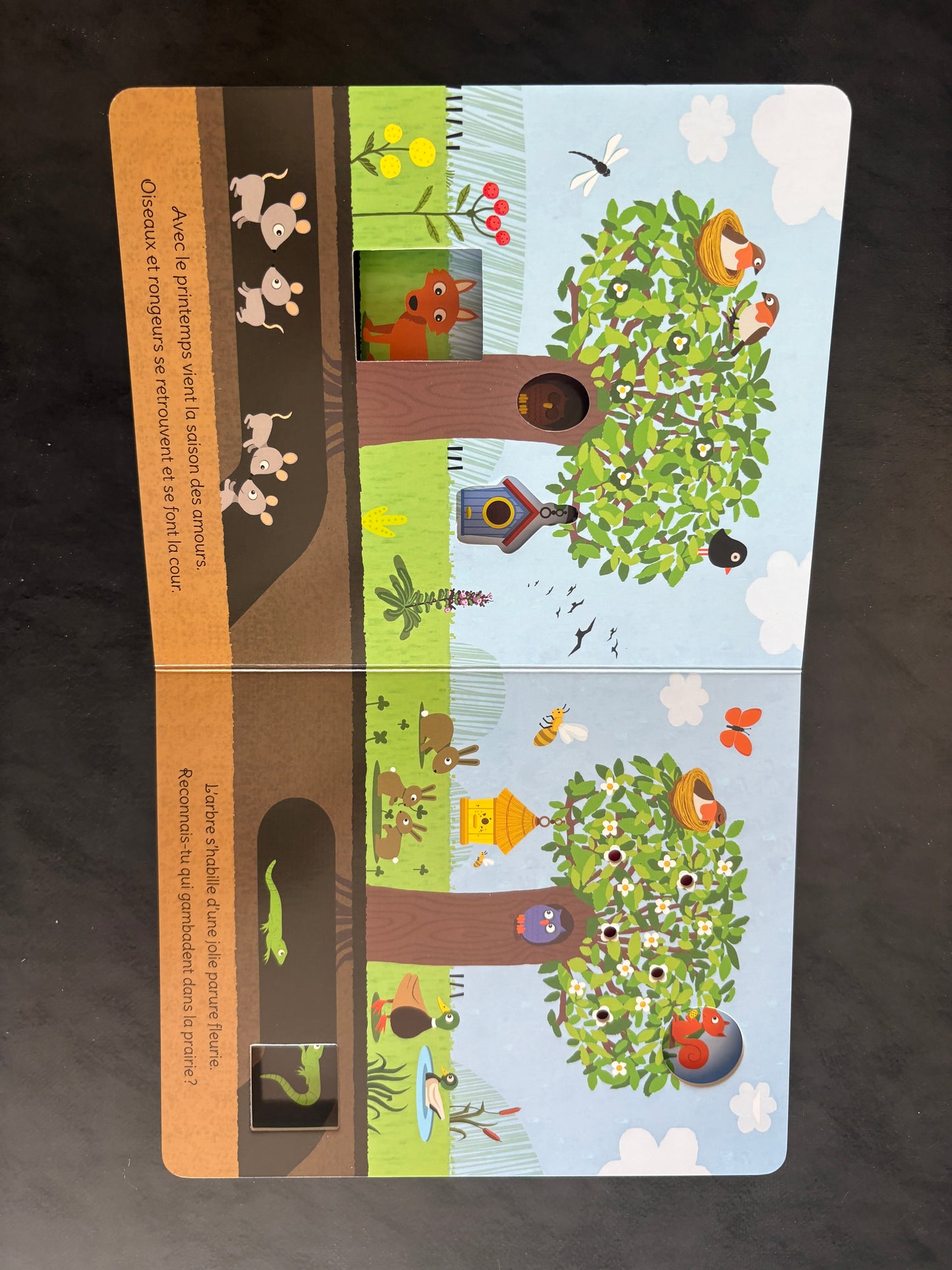 Livre cartonné - les saisons de l'arbre