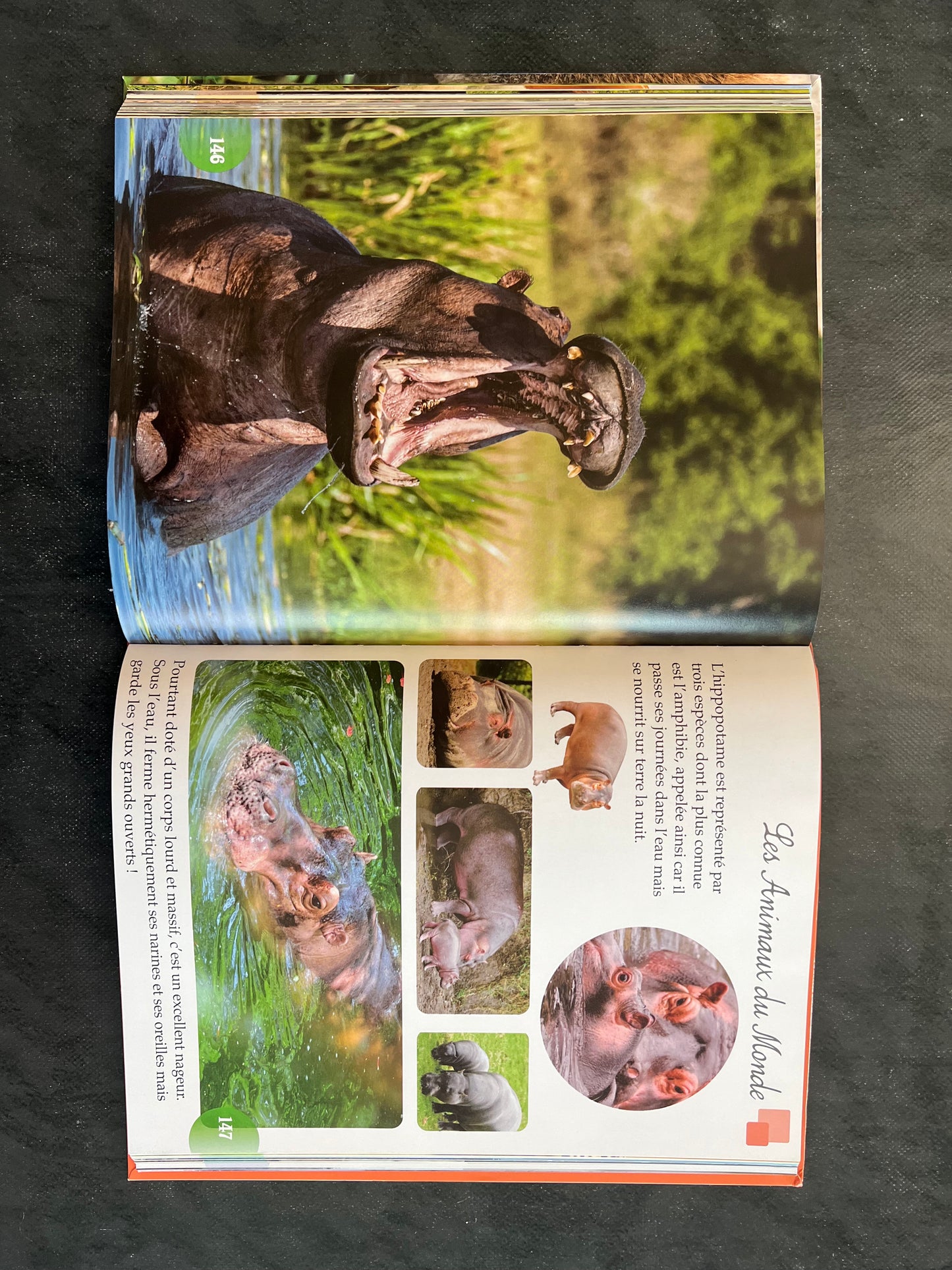 Livre - les animaux du monde