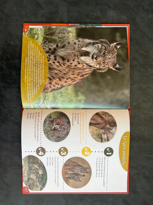 40 questions/réponses - le lynx