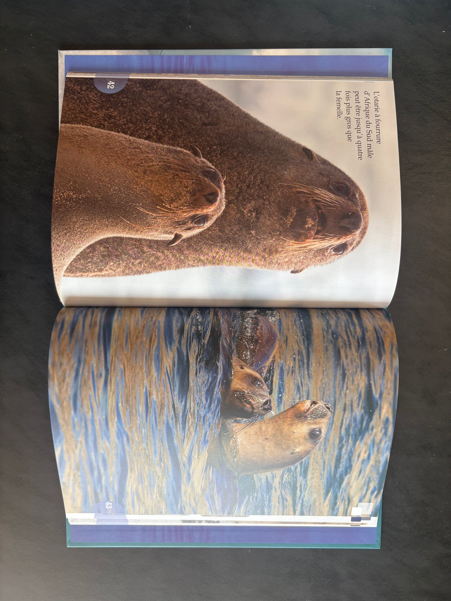 Tout un monde en photos - les phoques et les otaries