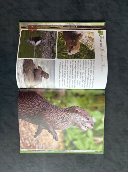 Tout un monde en photos - les loutres