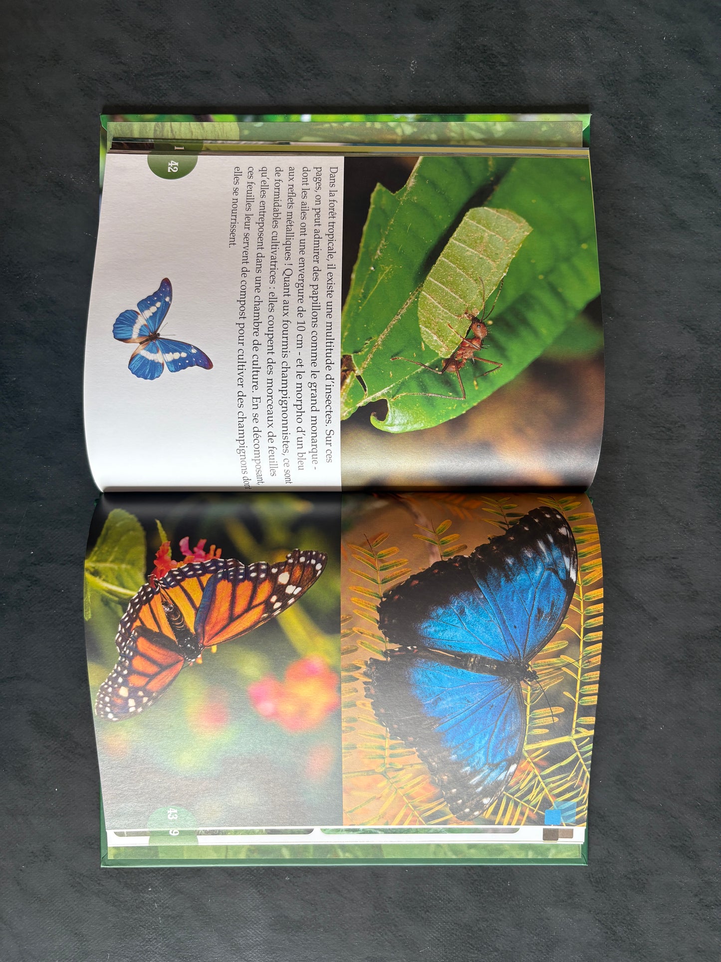 Tout un monde en photos - les animaux de la forêt